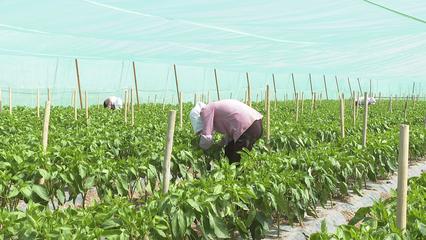 诗意甘州·县域经济高质量发展|甘州:特色产业发展快 乡村振兴活力足