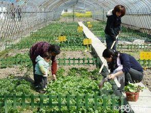 为什么一个个的生态园经营困难?