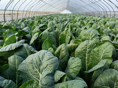 潘集区:发展特色种植 助力乡村振兴