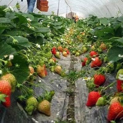 现实版“开心农场”上线啦~家门口就能种菜收菜,做个快乐农场主~!