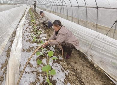 移栽蒲瓜苗 增效增收