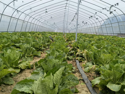 河南尉氏蔡庄镇:又是一年春耕时 不负春光不负农