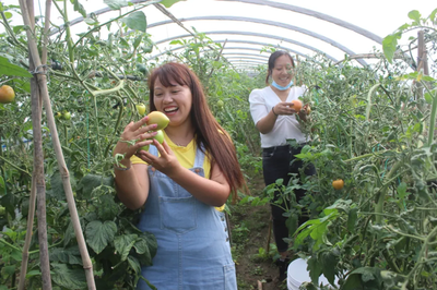 “十一”黄金周龙陵县的家庭农场又火了!
