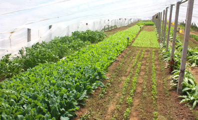 新技术种植绿色蔬菜与稀有野菜青岛上市