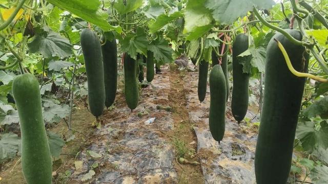 一个冬瓜半人多高!黄陂这家农场应用“吊种”技术获丰收