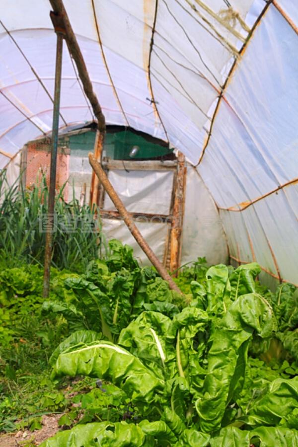 家庭菜园蔬菜温室
