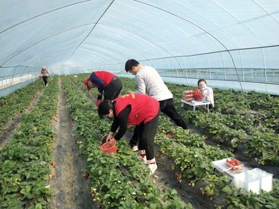 海安市东夏村:只此“青绿”开“红花”