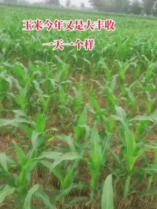 农业种植 2022新农人 新农人创业 中药材种植基地 土地流转补贴农业种植补贴家庭农场补贴养殖补贴