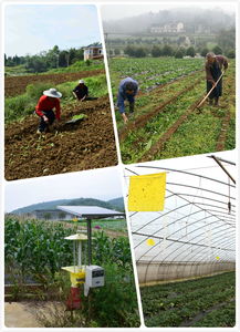 重庆绿色蔬菜配送公司沐丰园生态农场种植蔬菜瓜果合作