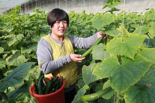 美味满分 临港有道 爽口菜 堪称冬季福利 你造吗