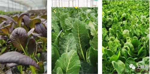 网红农场 上膳源周庄农场春耕正忙