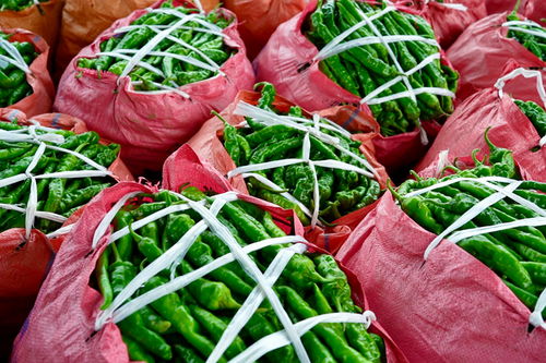 来宾 万亩辣椒丰收采摘忙