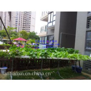水培蔬菜设备图片 中国供应商