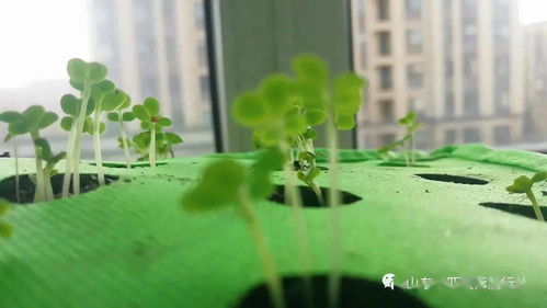 山东中亚今日播报 春天该有的家庭蔬菜种植 打造阳台 小农场