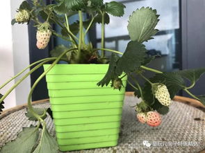 小学一年级科学课程必备 家庭作业全靠它搞定