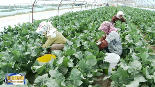 有机蔬菜俏销上海深圳 张掖甘州 链 就绿色招牌凤凰网甘肃 凤凰网