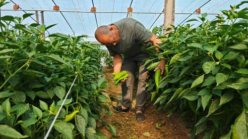 蔬菜 蔬 写产业新篇章 央广网