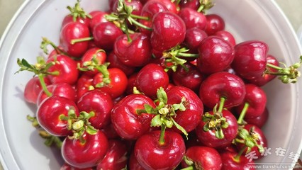 大棚果蔬新鲜上市 致富产业迎来丰收季(图)