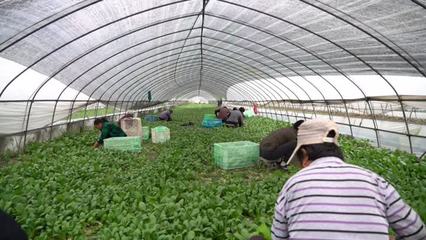 【大国小鲜@基层之治】江苏如皋:农村物流 “加速跑”,农产品变成“紧俏宝”