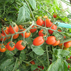 费县帅强家庭农场-