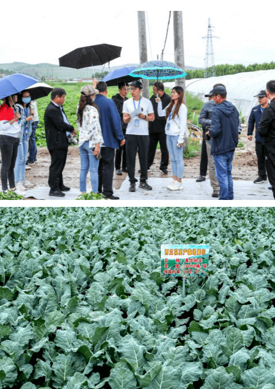 西吉县冷凉蔬菜走向高端市场成为“必点菜”!