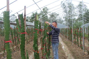 梁平 流转土地建农场 经济效益节节高