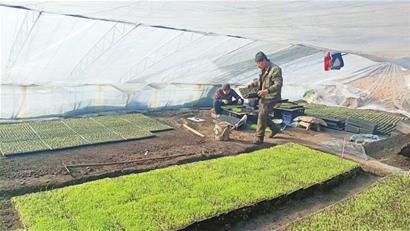 棚室蔬菜种植带动村民发家致富