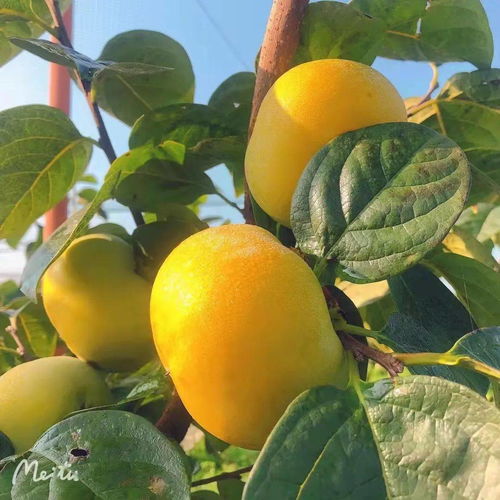 年度 浙江省采摘旅游体验基地名单 出炉,新区4家上榜