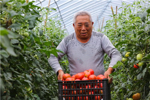 光山 蔬菜 种 出脱贫路
