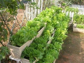 绿万家开心农场,种植健康蔬菜