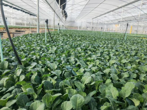 沙桥镇 育苗大棚绿意浓 播撒希望助振兴