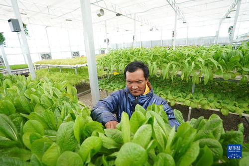 西藏 办好民生实事 不断提升群众生活品质