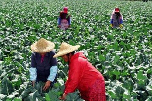 南方湖南地区一些蔬菜的种植季节与收获季节 高分