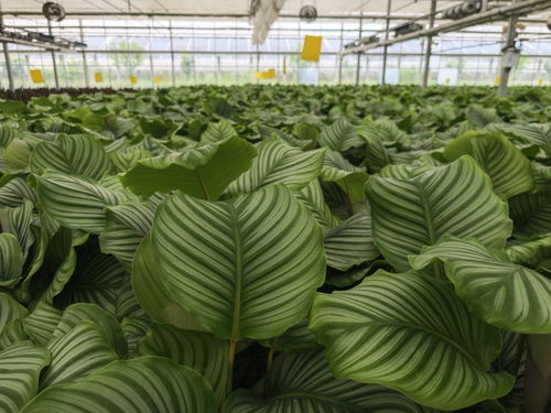 光伏 农业 ,这个 植物工厂 里种植蔬菜全年无休