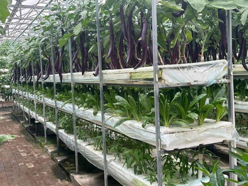 独家 蔬菜盛宴上的世界智慧 3