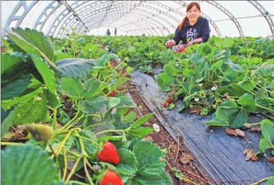 宁安打造东北亚高端食品农产品产业走廊