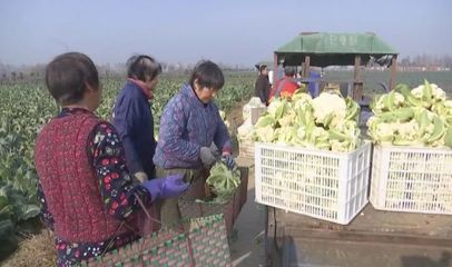 云梦刘四田:“菜博士”种蔬菜 “四块田” 是秘诀