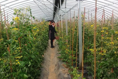 吃货福利 冬季特色水果上线,采摘游走起