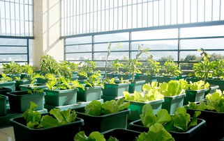 天台能种菜你知道吗