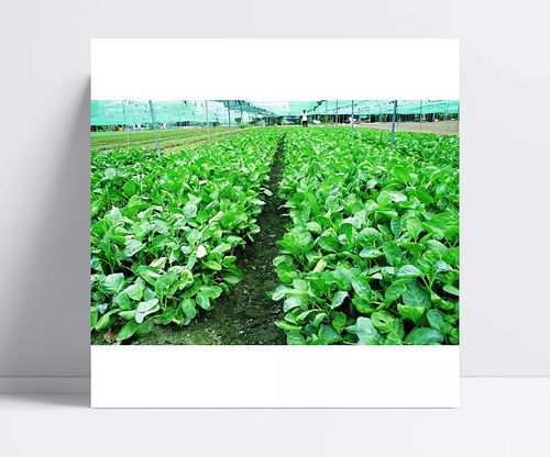 田园 蔬菜 绿色 菜地 番茄 辣椒 水稻 青菜 豆 新鲜 葫芦 芦荟 无公害 瓜 茄子 田园,蔬菜,绿色,菜地,番茄,辣椒,水稻,青菜,豆,新鲜,葫芦,芦荟,无公害,瓜,茄子 文qi