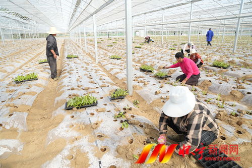 平山镇猫山社区 党群实干种上致富菜