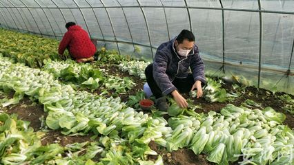关注合肥地产菜滞销|青菜4毛钱一斤卖不掉 菜农称“白送都行”