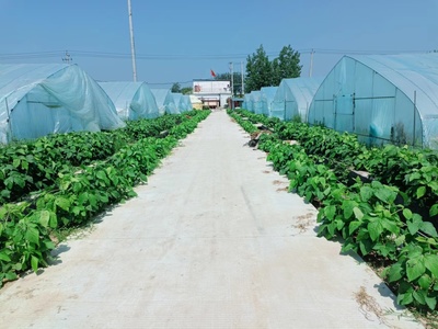 潘集区泥河镇:特色农业赋能乡村振兴