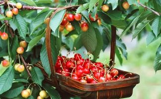 卖货郎携手博爱县政府助力农产品 樱桃 上行