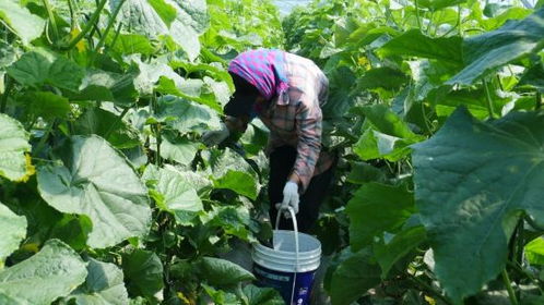 梅里斯达斡尔族区达呼店镇保全有机农场解锁乡镇农业发展 新密码