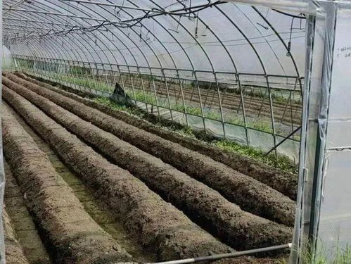 国家级 生态农场 金山这四家上榜