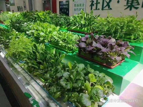 山东中亚今日播报 春天该有的家庭蔬菜种植 打造阳台 小农场