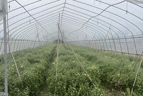 桐乡杭白菊,住进蔬菜大棚