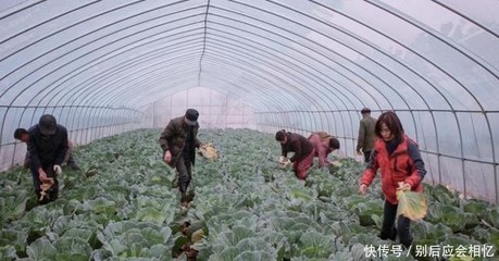 「最美家力量」杨巧云家庭:发展绿色农业 带着乡亲一起富