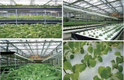 农技达人:既“种吃的”又“种看的” 这个家庭农场居然比花园还美